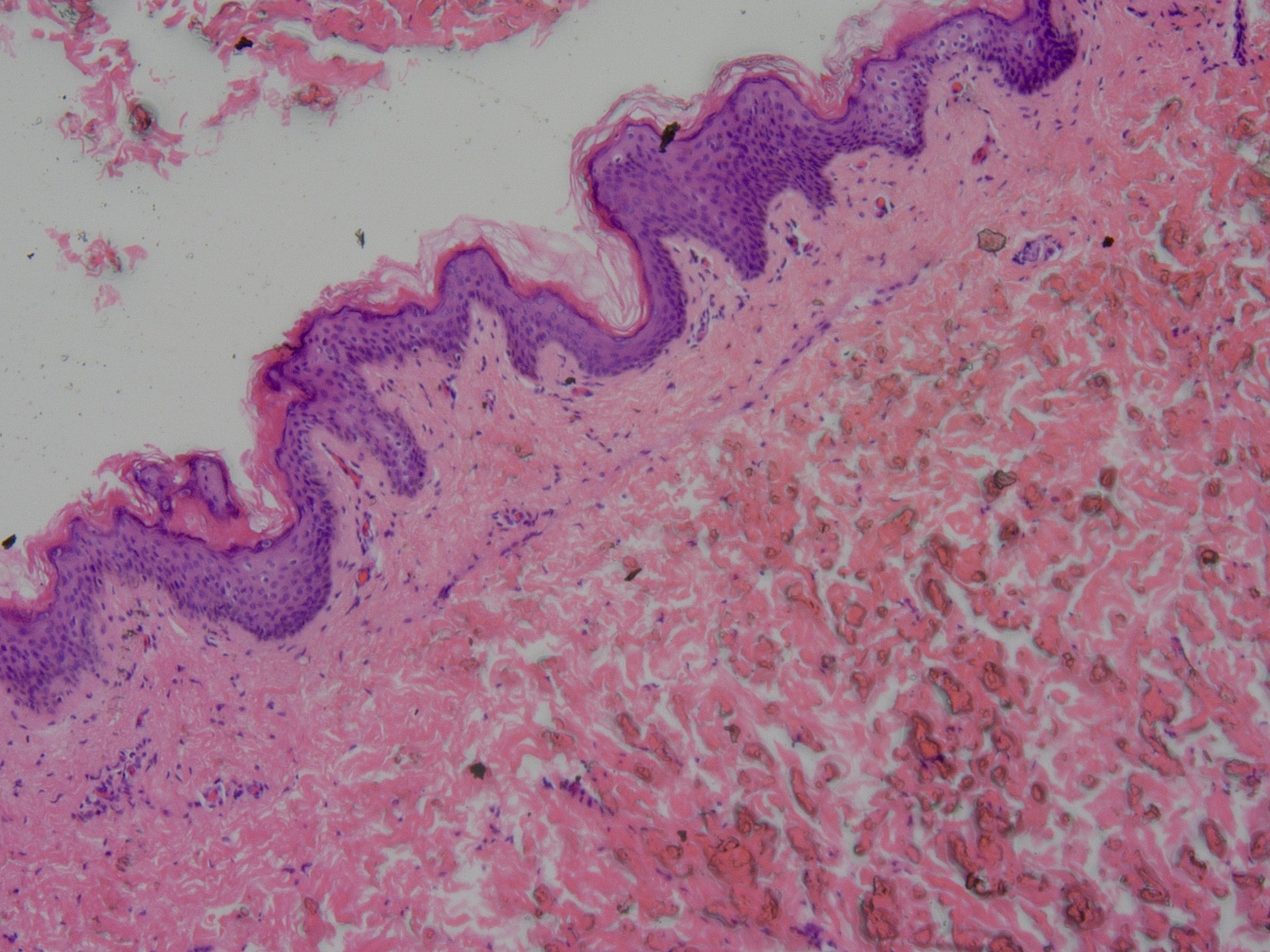 生物组织切片观察