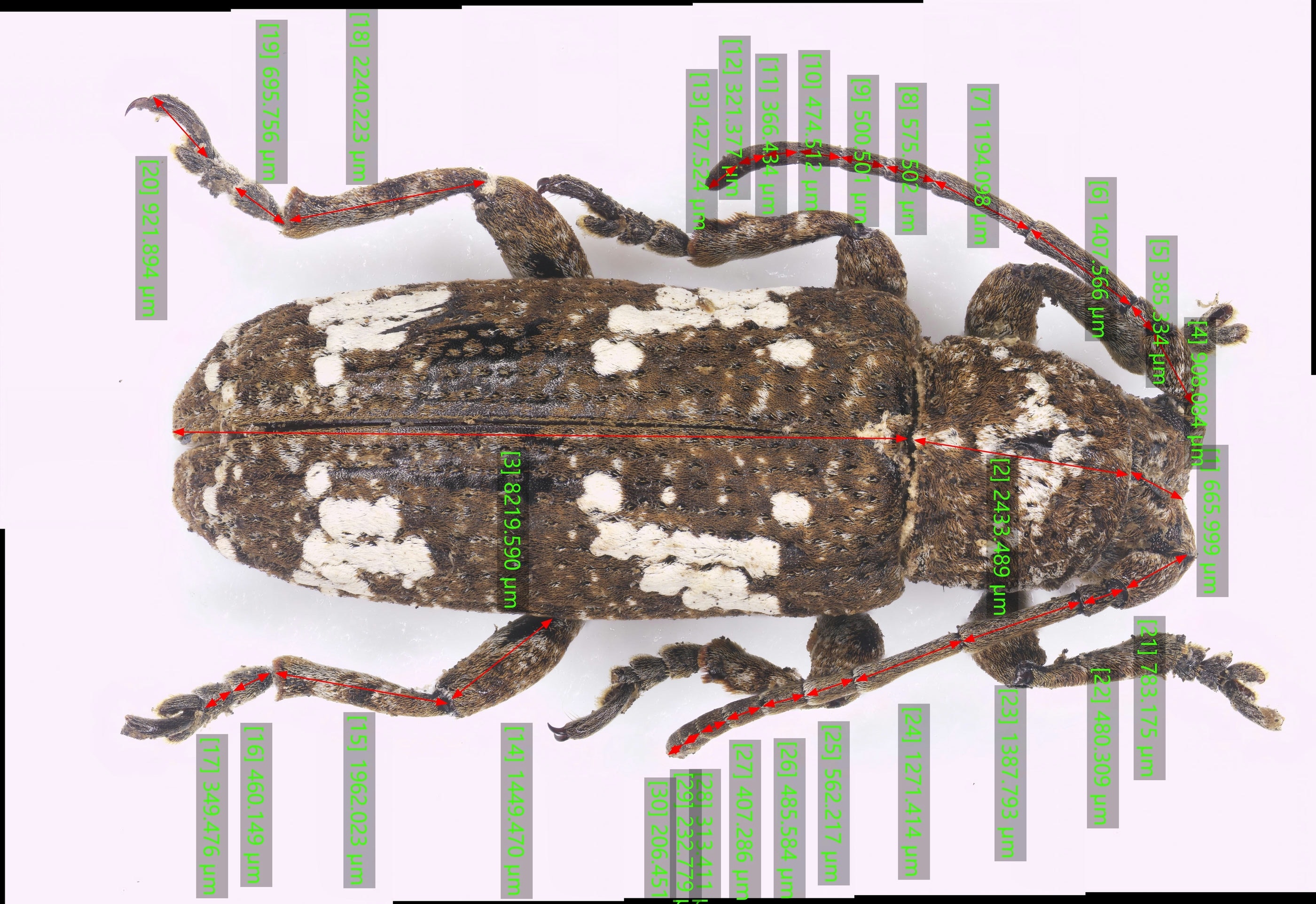 甲虫全身尺寸测量